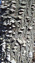 Click to enlarge Violet-toothed Polypore 15