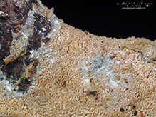 Click to enlarge White Cheese Polypore 07