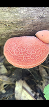 Wrinkled Peach 12