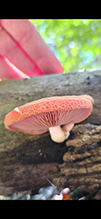 Wrinkled Peach 13