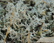 Woolly Foam - Featured photo