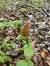 Click to enlarge Yellow Morel 13