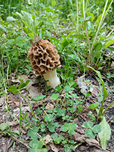 Click to enlarge Yellow Morel 15