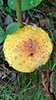 American Yellow Fly Agaric
