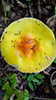 American Yellow Fly Agaric