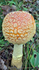 American Yellow Fly Agaric
