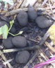 Carbon Balls Carbon Balls