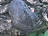 Carbon Balls