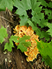 Chicken of the Woods