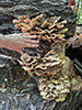 Chicken of the Woods