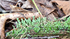 Common Powderhorn