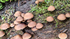 Common Stump Brittlestem