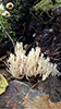 Crown-tipped Coral