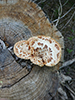 Dryad’s Saddle