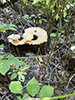 Dryad’s Saddle
