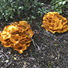 Eastern American Jack-o’-Lantern Mushroom