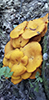 Eastern American Jack-o’-Lantern Mushroom