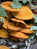 Eastern American Jack-o’-Lantern Mushroom