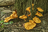 Eastern American Jack-o’-Lantern Mushroom