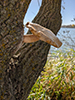 Elm Oyster
