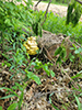 Golden Oyster Mushroom