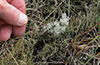 Green Reindeer Lichen