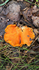 Lobster Mushroom