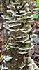 Mossy Maze Polypore
