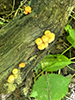 Orange Mycena