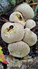 Pear-shaped Puffball