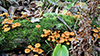 Pinewood Gingertail