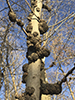 Phomopsis gall (Diaporthe sp.)