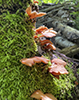 Rosy Oysterling (Scytinotus longinquus)
