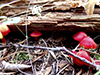 Scarlet Waxcap