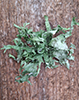 Sinewed Bushy Lichen