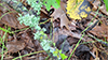 Sinewed Bushy Lichen