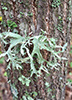 Sinewed Bushy Lichen