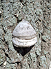 Tinder Polypore