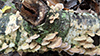 Violet-toothed Polypore