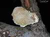 White Cheese Polypore