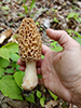 Yellow Morel