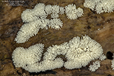 common coral slime