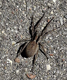 forest wolf spider