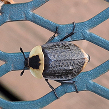 Click to enlarge American carrion beetle 14