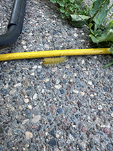 American dagger moth 14