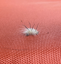 American dagger moth 15