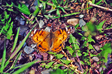 Click to enlarge American Lady 01