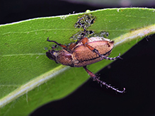 American rose chafer 05