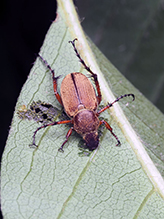 American rose chafer 06