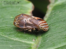 alder spittlebug 01